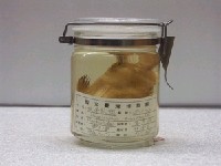 藏品(橫帶髭鯛)的圖片